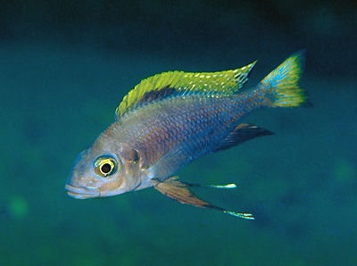 Cunningtonia longiventralis 'Ulwile Island'